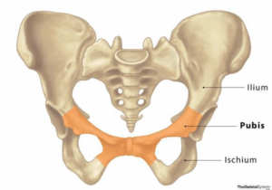 Osteitis Pubis