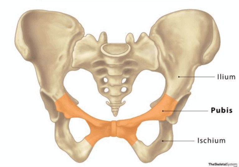Osteitis Pubis