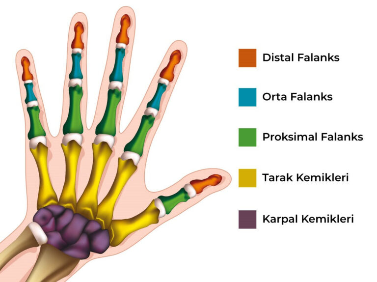 Parmak Ucu Yaralanmaları
