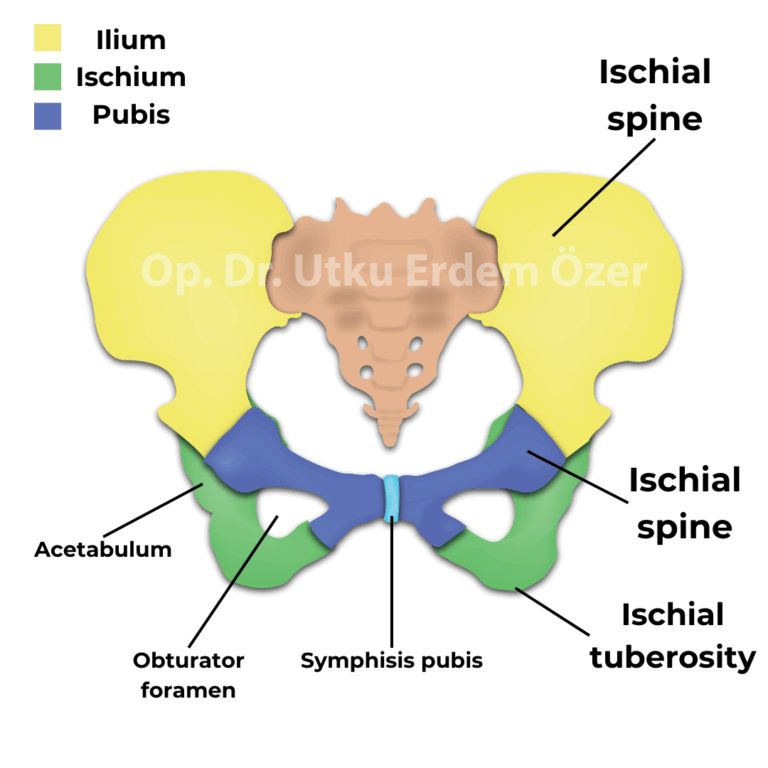 Osteitis Pubis