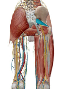 What is Piriformis Syndrome? What are the Symptoms?
