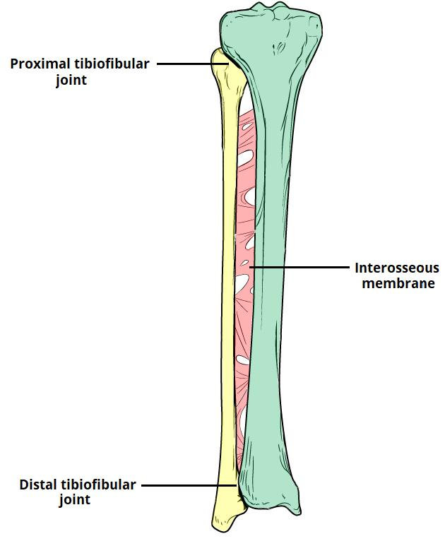 Dizde Tibiofibular Eklem Yaralanması