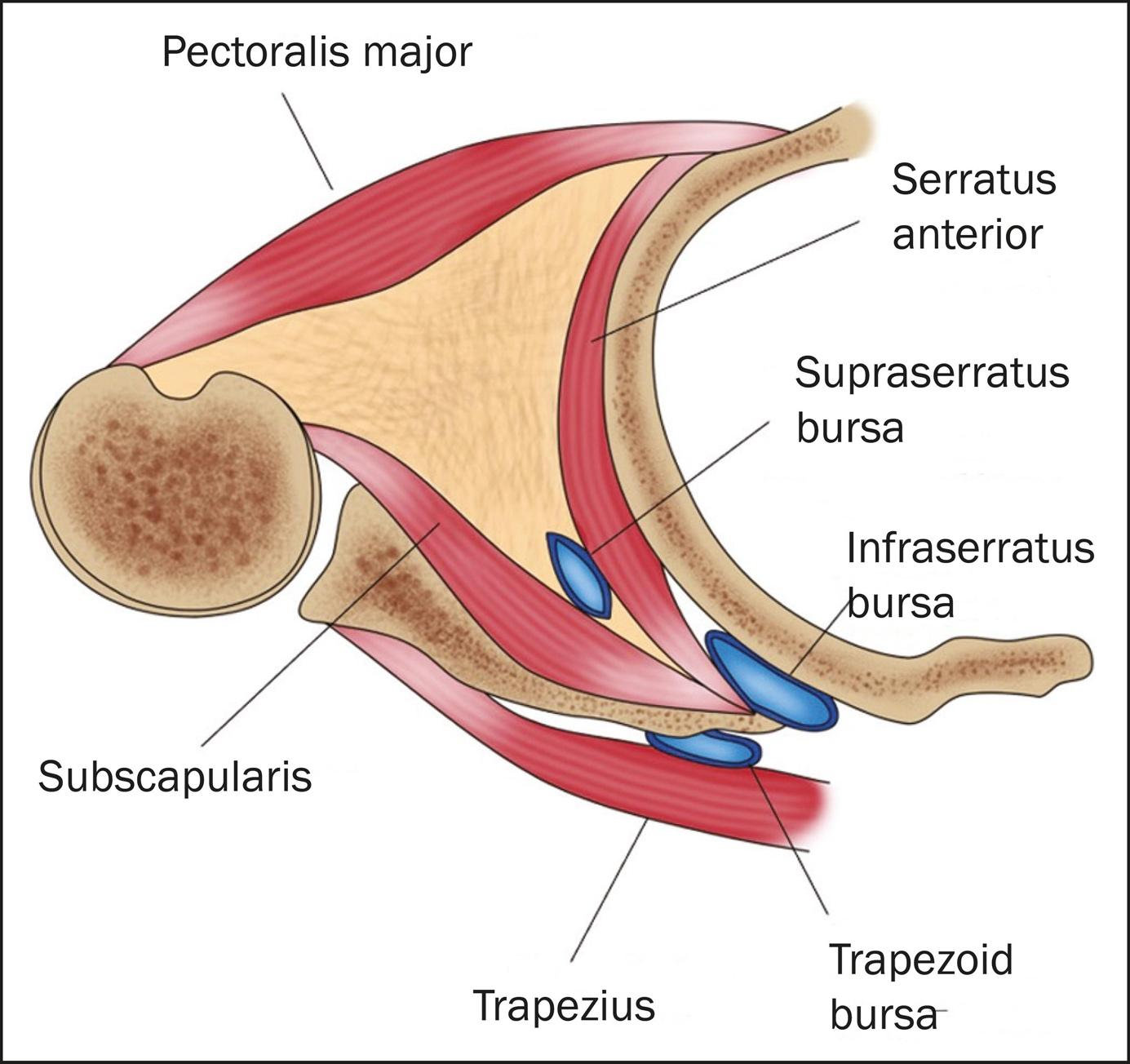 Atlayan Skapula (Skapulotorasik Bursit- Snapping Skapula)