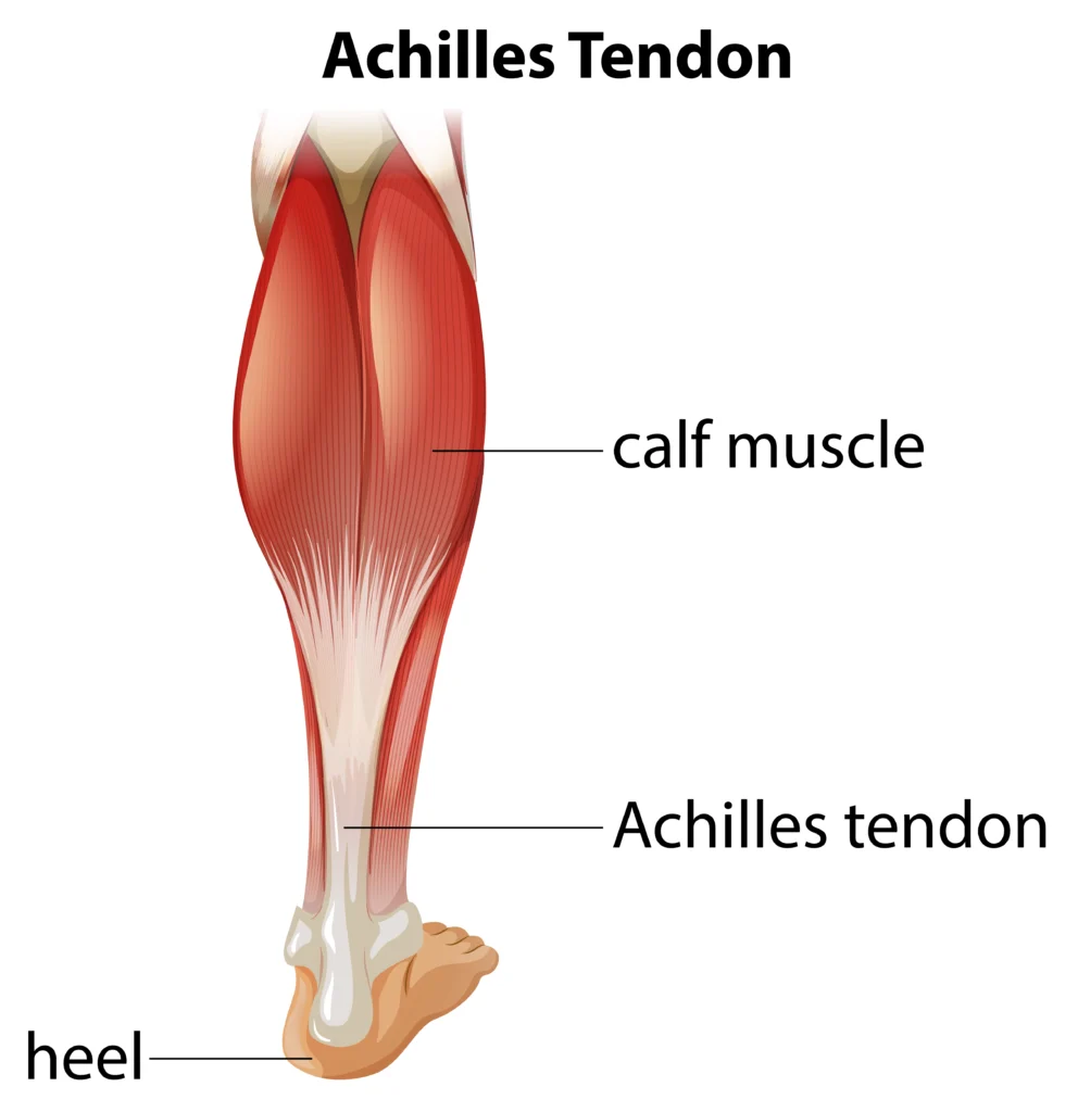asil-tendon-kopmasi-